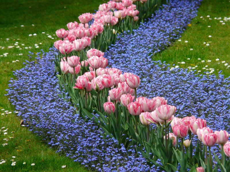 tulips-52136_1280